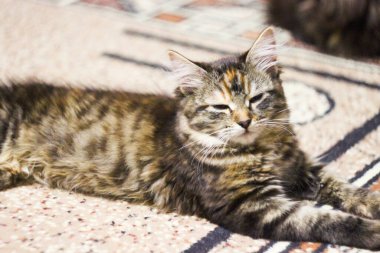 Kahverengi tekir kedi portresi. Büyük gözler. Duvar kağıdı, kapak, kartpostal için güzel bir arka plan. İzole edilmiş, kapatın. Kedi konsepti. Hayvan arkadaş.
