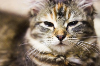 Kahverengi tekir kedi portresi. Büyük gözler. Duvar kağıdı, kapak, kartpostal için güzel bir arka plan. İzole edilmiş, kapatın. Kedi konsepti. Hayvan arkadaş.