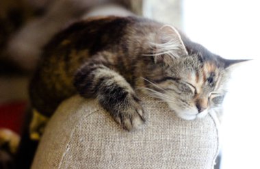 Kahverengi tekir kedi portresi. Büyük gözler. Duvar kağıdı, kapak, kartpostal için güzel bir arka plan. İzole edilmiş, kapatın. Kedi konsepti. Hayvan arkadaş.