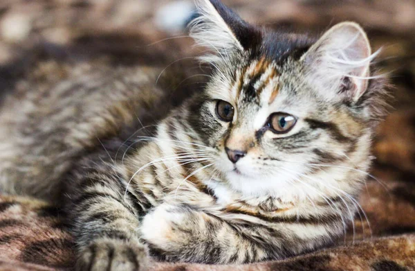 Potret Kucing Tabby Coklat Mata Besar Latar Belakang Yang Indah — Stok Foto