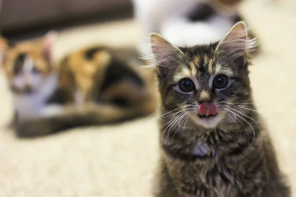 Potret Kucing Tabby Coklat Mata Besar Latar Belakang Yang Indah — Stok Foto