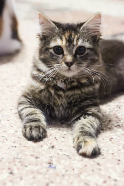 Retrato Gato Tabby Marrón Grandes Ojos Hermoso Fondo Para Fondo — Foto de Stock