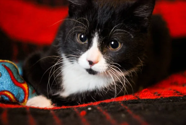 Retrato Pequeño Gato Negro Grandes Ojos Hermoso Fondo Para Fondo — Foto de Stock