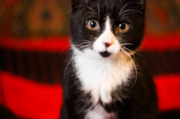 Πορτρέτο Της Μικρής Μαύρης Γάτας Μεγάλα Μάτια Ένα Όμορφο Φόντο — Φωτογραφία Αρχείου