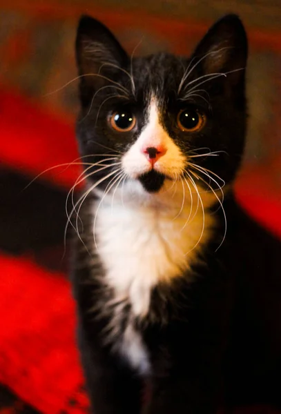 Retrato Gato Preto Olhos Grandes Belo Fundo Para Papel Parede — Fotografia de Stock