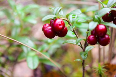Bataklıktaki ormanda taze yabani yaban mersini. Vahşi doğanın doğal gıdası, vitamin açısından zengin. Üst Manzara. Aşı vitis-idaea (lingonberry, partridgeberry veya inek üzümü). Organik yaban mersini. Doğa