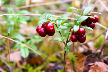 Bataklıktaki ormanda taze yabani yaban mersini. Vahşi doğanın doğal gıdası, vitamin açısından zengin. Üst Manzara. Aşı vitis-idaea (lingonberry, partridgeberry veya inek üzümü). Organik yaban mersini. Doğa