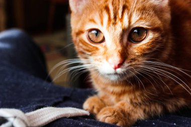 Küçük sevimli, gülümseyen kızıl tekir kedi yavrusunun portresi. Büyük gözler. Kopyalama. Şirin ev kedileri. Duvar kâğıdı, kapak, kartpostal için harika bir geçmiş. İzole edilmiş, kapatın. Kedi konsepti. Hayvan arkadaş.