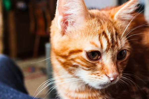 Retrato Gatito Jengibre Sonriente Adorable Grandes Ojos Copyspace Lindo Gato — Foto de Stock