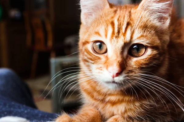 Retrato Gatito Jengibre Sonriente Adorable Grandes Ojos Copyspace Lindo Gato — Foto de Stock