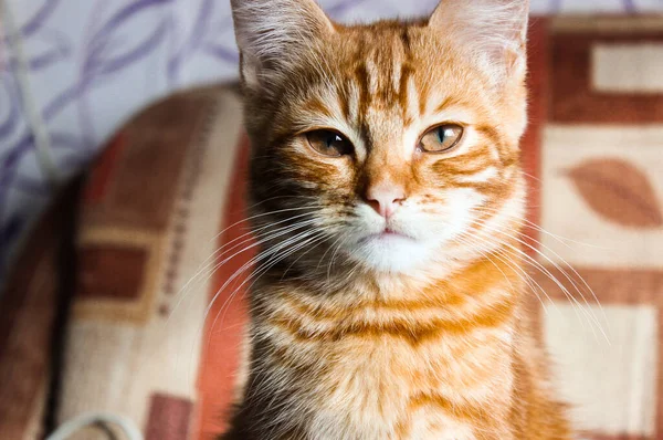 Portré Kis Imádnivaló Mosolygós Vörös Cica Nagy Szemek Másolótér Aranyos — Stock Fotó