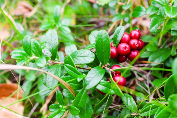 Lingonberry Liar Segar Hutan Rawa Rawa Makanan Alami Alam Liar — Stok Foto