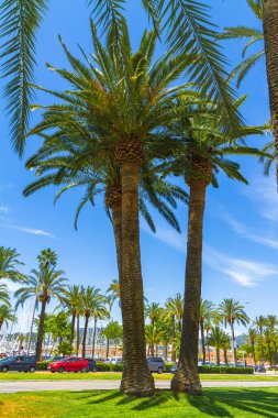 Palma de Mallorca ünlü marina Carrer Del Moll ve palmiye ağaçları