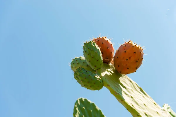 Pricky pera cactus pianta farmaceutica con frutti nel cielo blu — Foto Stock