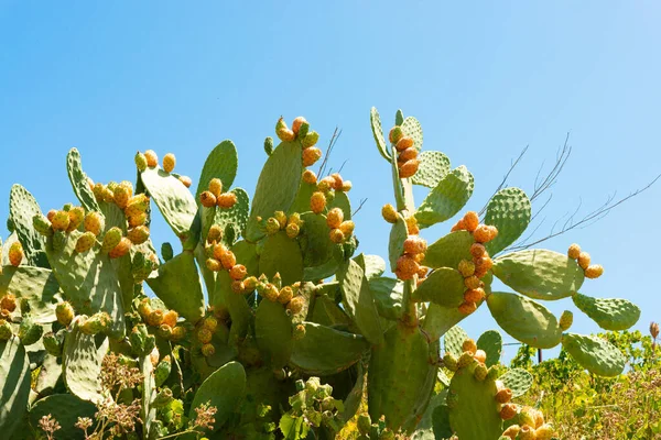 Pêra espinhosa cacto planta farmacêutica com frutos no céu azul — Fotografia de Stock