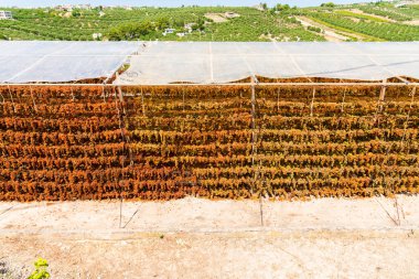 Archanes bölgesi üzüm bağlarının, Heraklion 'un, Girit' in, Yunanistan 'ın özel kurutucu raflarında asılı duran üzüm bağları. Güneş doğuran üretim kavramı.