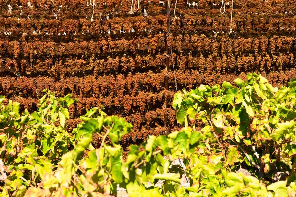 Zon rozijnen druiven drogen opknoping op speciale droogrekken van Archanes regio wijngaarden, Heraklion, Kreta, Griekenland. Zon verhogen productieconcept. — Stockfoto