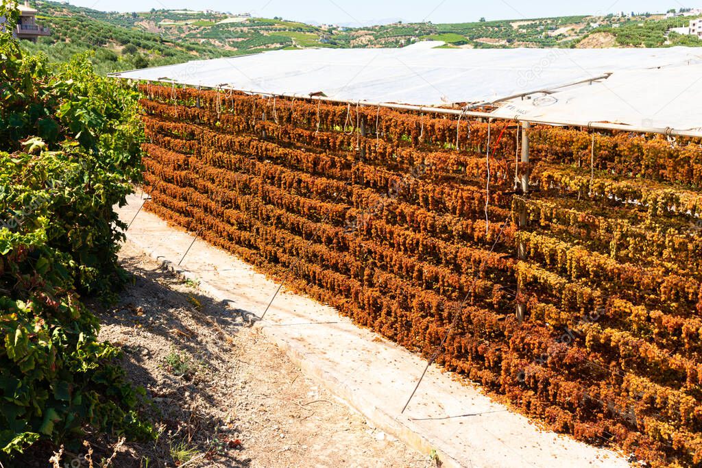 Sun raisings grapes drying hanging on special drying racks of Archanes region vineyards, Heraklion, Crete, Greece. Sun raising production concept.