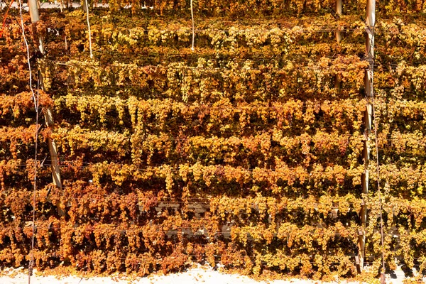 Sun Raisings szőlő szárítás lógó speciális szárító állványok Archanes régió szőlőültetvények, Heraklion, Kréta, Görögország. Napfelkelte termelési koncepció. — Stock Fotó