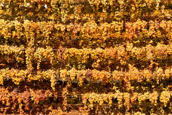 Słońce podnosi winogrona suszenie wiszące na specjalnych stojakach suszenia winnic regionu Archanes, Heraklion, Kreta, Grecja. Koncepcja produkcji podnoszącej słońce. — Zdjęcie stockowe