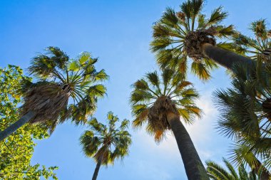 Mavi gökyüzünde yüksek palmiye ağaçları. Tramuntana Dağları Doğa Bahçeleri, Mallorca, Balear Adaları, İspanya. Seyahat hedefi kavramı