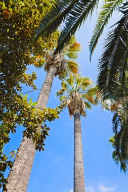 Mavi gökyüzünde yüksek palmiye ağaçları. Tramuntana Dağları Doğa Bahçeleri, Mallorca, Balear Adaları, İspanya. Seyahat hedefi kavramı