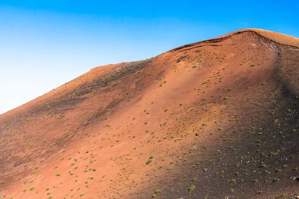 Zöld Növényfajták Nőnek Vulkanikus Láva Homok Timanfaya Vulkánok Park Sivatag — Stock Fotó