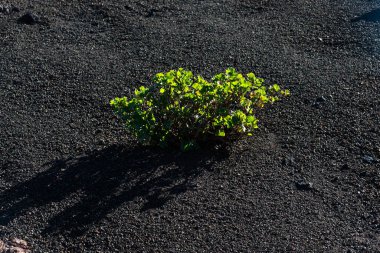 Timanfaya volkanları çölünde volkanik lav kumlarında yetişen yeşil bitkilerin çeşitleri. Lanzarote, Kanarya Adaları, İspanya. Çevre, kavram.