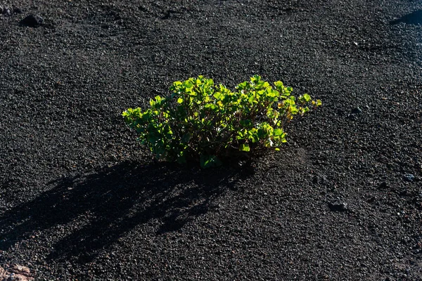 Grüne Pflanzensorten Die Auf Vulkanischem Lavasand Der Wüste Des Vulkanparks — Stockfoto
