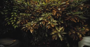 Yakın zamanda yağmura tutulan bitkilere yavaş çekimde taşıyıcı.