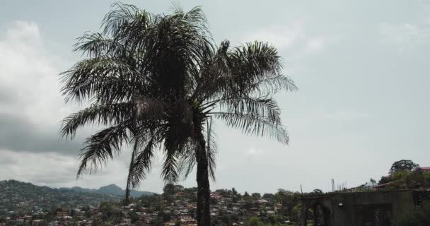 Palmera Ondeando Brisa — Vídeo de stock