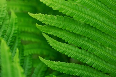  Taze yeşil eğrelti otu yaprakları