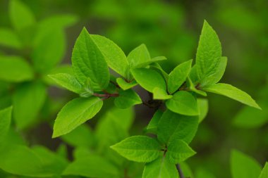 bir ağacın yeşil yaprakları