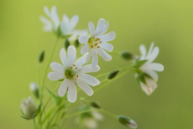 Yeşil arka planda beyaz çiçekler