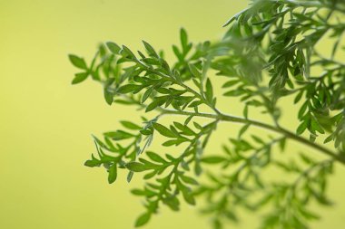 Sarı arkaplanda taze yeşil yapraklar