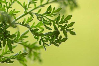 Taze yeşil yapraklar arka plan