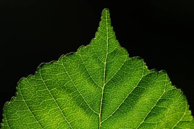 Yaprağın üstünü kapat