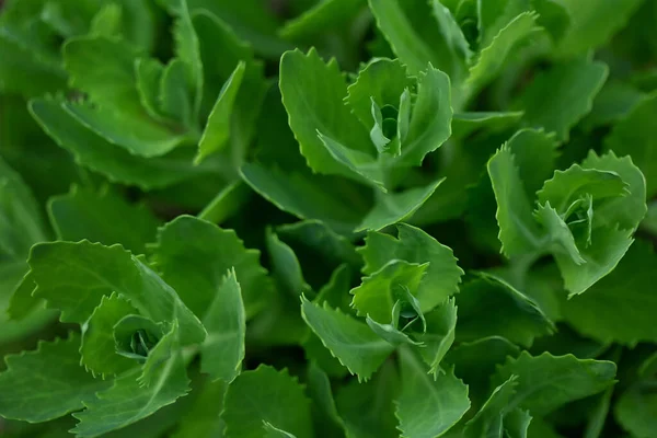 Groene Bladeren Van Een Plant — Stockfoto