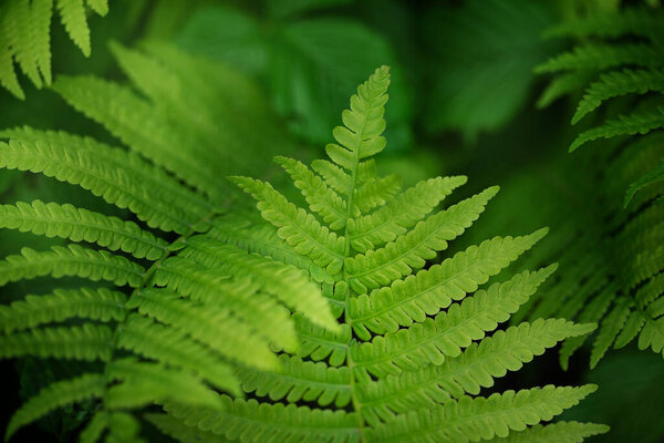  Свежий зелёный лист папоротника