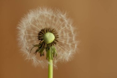 Kahverengi arka planda karahindiba tohumları