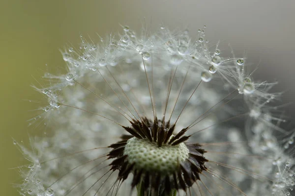 Close Dandelion — Stock Photo, Image