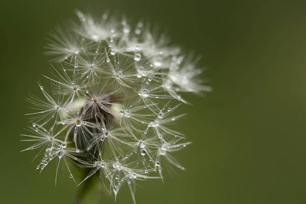 Maskrosfrö Huvud Med Vatten Droppar Makro — Stockfoto