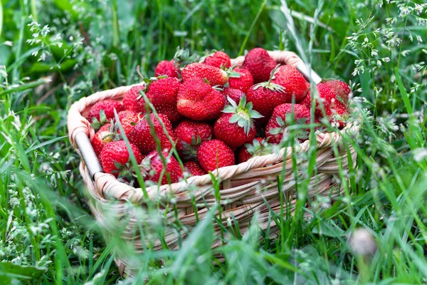 Strawberry Basket Green Grass — Stock Photo, Image