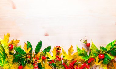 Sarı yapraklı sonbahar kompozisyonu, ahşap zemin üzerinde rowan ve cankerberry. 