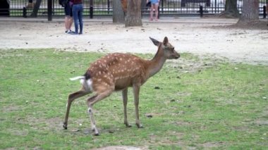 Otların arasında Nara Parkı bulunan meşhur mekanlar Kansai, Japonya'da Peeing geyik
