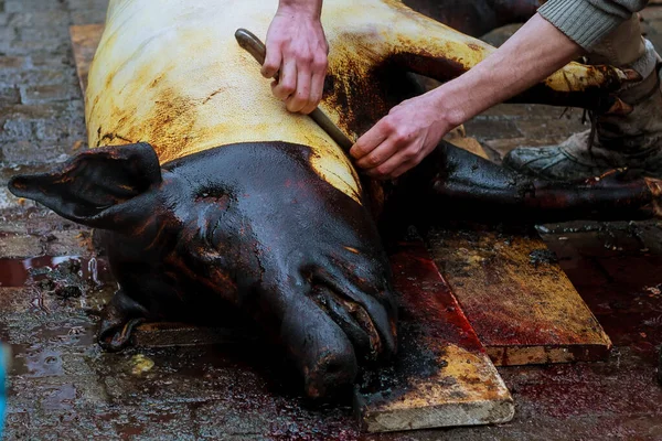 Masacre de cerdo y depilación por fuego. Cabeza de cerdo negro . — Foto de Stock