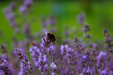 Lavandula 'da Bumblebee Bombbus - Macro shot