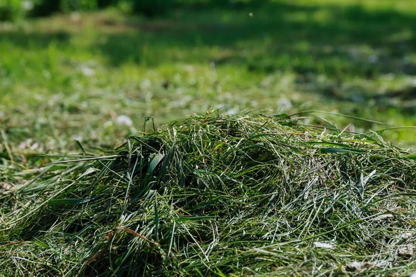 Pile of freshly mown grass on the field