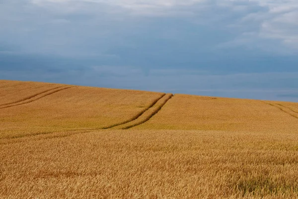 Das Feld Hat Den Weizen Erreicht Natürliche Zusammensetzung — Stockfoto