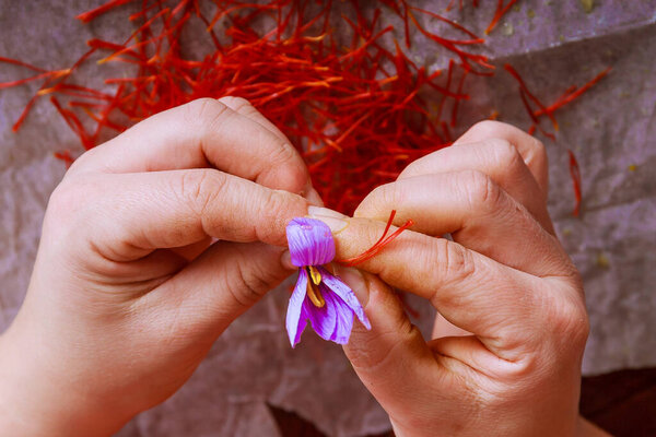 Отделение нитей шафрана от остального цветка. Подготовка нитей шафрана для сушки перед применением в кулинарии, косметологии или медицине
.